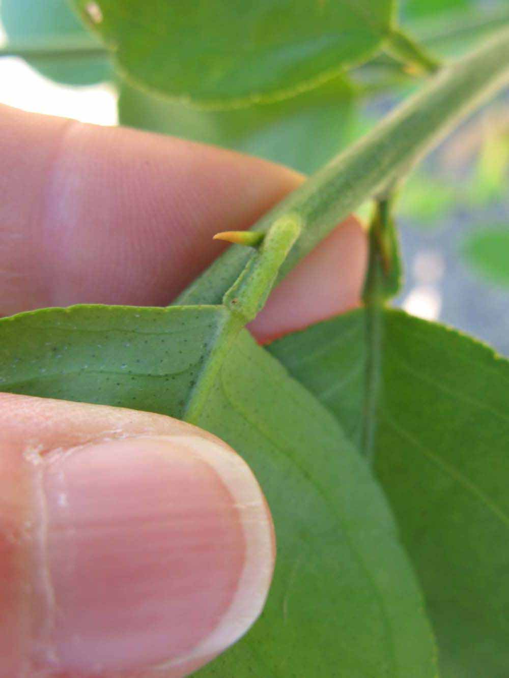              Petiole (Winter Haven, FL)       